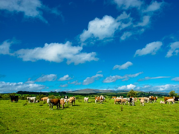 Farm cattle cows agriculture organic_crop